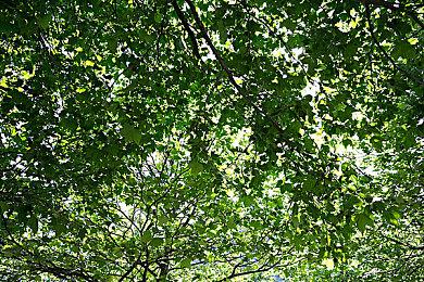 《宝可梦：大集结》新开发者视频 国服11月底开启新测试